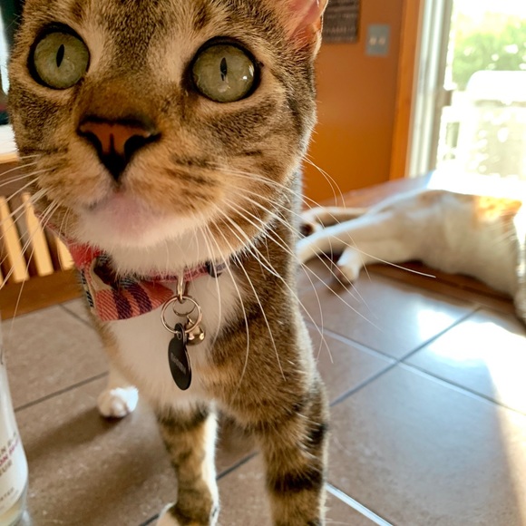 Meet your Posher, Alexis - Picture 4 of 8